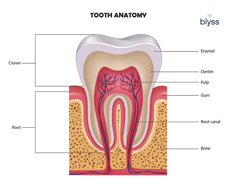A diagram showing the parts of a tooth